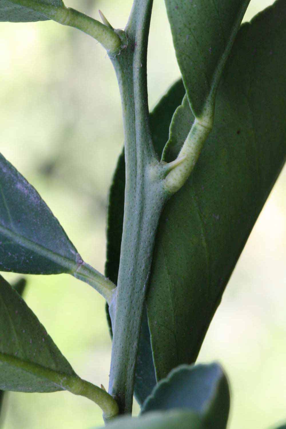            First year twig (Riverside, CA)   